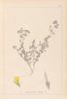 Herbier de la flore française Pl0387 - Louis Antoine Cusin — artwork view