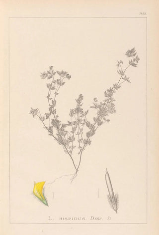 Herbier de la flore française Pl0387 - Louis Antoine Cusin — artwork view