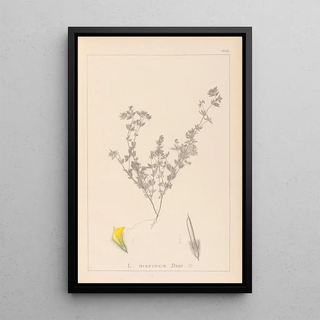 Herbier de la flore française Pl0387 - Louis Antoine Cusin — framed artwork on a wall