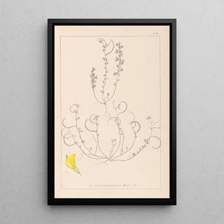 Herbier de la flore française Pl0388 - Louis Antoine Cusin — framed artwork on a wall