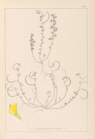 Herbier de la flore française Pl0388 - Louis Antoine Cusin — artwork view