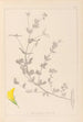 Herbier de la flore française Pl0389 - Louis Antoine Cusin — artwork view