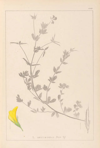 Herbier de la flore française Pl0389 - Louis Antoine Cusin — artwork view