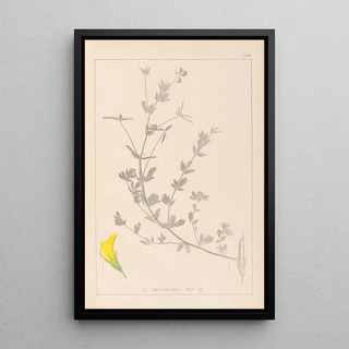 Herbier de la flore française Pl0389 - Louis Antoine Cusin — framed artwork on a wall