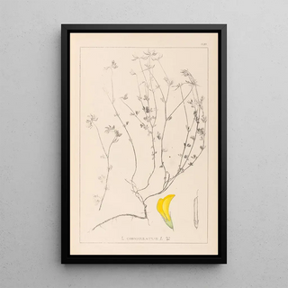 Herbier de la flore française Pl0390 - Louis Antoine Cusin — framed artwork on a wall