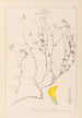 Herbier de la flore française Pl0390 - Louis Antoine Cusin — artwork view