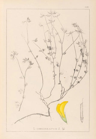 Herbier de la flore française Pl0390 - Louis Antoine Cusin — artwork view