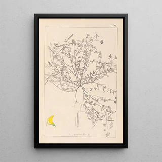 Herbier de la flore française Pl0392 - Louis Antoine Cusin — framed artwork on a wall