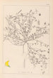 Herbier de la flore française Pl0392 - Louis Antoine Cusin — artwork view