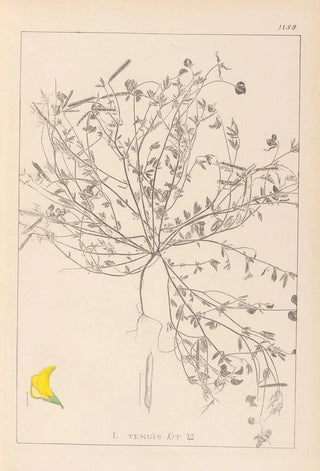Herbier de la flore française Pl0392 - Louis Antoine Cusin — artwork view