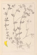 Herbier de la flore française Pl0393 - Louis Antoine Cusin — artwork view