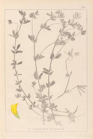 Herbier de la flore française Pl0393 - Louis Antoine Cusin — artwork view