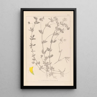 Herbier de la flore française Pl0393 - Louis Antoine Cusin — framed artwork on a wall