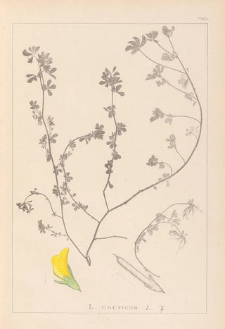 Herbier de la flore française Pl0394 - Louis Antoine Cusin — artwork view