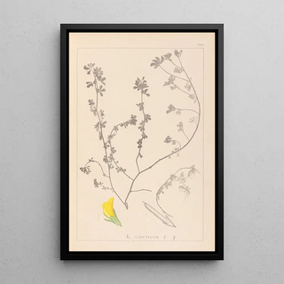 Herbier de la flore française Pl0394 - Louis Antoine Cusin — framed artwork on a wall