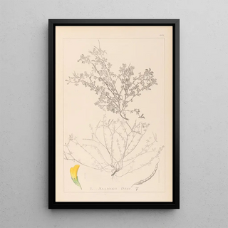 Herbier de la flore française Pl0395 - Louis Antoine Cusin — framed artwork on a wall