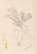 Herbier de la flore française Pl0395 - Louis Antoine Cusin — artwork view