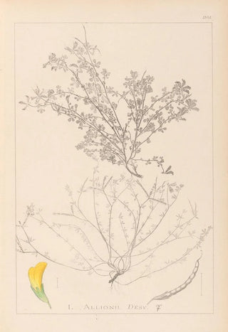 Herbier de la flore française Pl0395 - Louis Antoine Cusin — artwork view