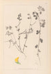 Herbier de la flore française Pl0396 - Louis Antoine Cusin — artwork view
