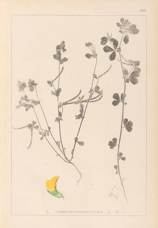 Herbier de la flore française Pl0396 - Louis Antoine Cusin — artwork view