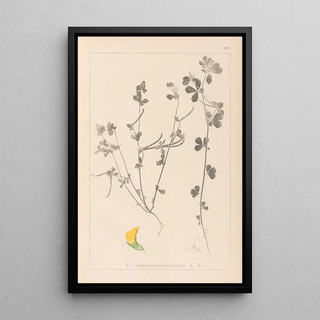 Herbier de la flore française Pl0396 - Louis Antoine Cusin — framed artwork on a wall