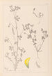 Herbier de la flore française Pl0397 - Louis Antoine Cusin — artwork view
