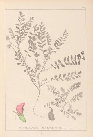 Herbier de la flore française Pl0398 - Louis Antoine Cusin — artwork view