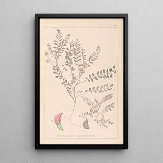 Herbier de la flore française Pl0398 - Louis Antoine Cusin — framed artwork on a wall