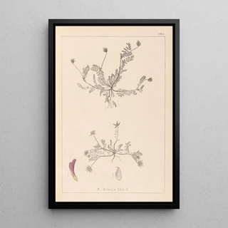 Herbier de la flore française Pl0399 - Louis Antoine Cusin — framed artwork on a wall