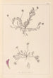 Herbier de la flore française Pl0399 - Louis Antoine Cusin — artwork view