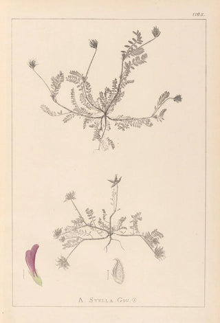 Herbier de la flore française Pl0399 - Louis Antoine Cusin — artwork view