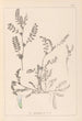 Herbier de la flore française Pl0400 - Louis Antoine Cusin — artwork view