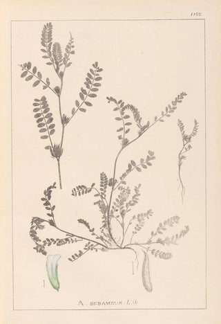 Herbier de la flore française Pl0400 - Louis Antoine Cusin — artwork view
