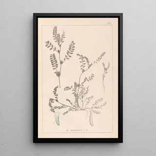 Herbier de la flore française Pl0400 - Louis Antoine Cusin — framed artwork on a wall