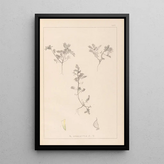 Herbier de la flore française Pl0401 - Louis Antoine Cusin — framed artwork on a wall
