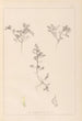 Herbier de la flore française Pl0401 - Louis Antoine Cusin — artwork view