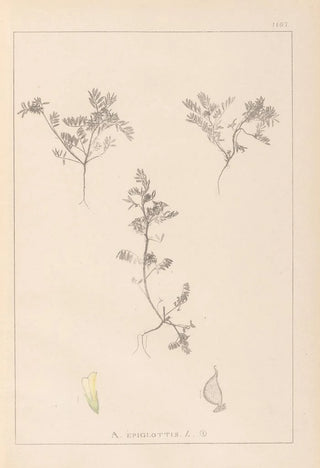 Herbier de la flore française Pl0401 - Louis Antoine Cusin — artwork view