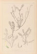 Herbier de la flore française Pl0402 - Louis Antoine Cusin — artwork view