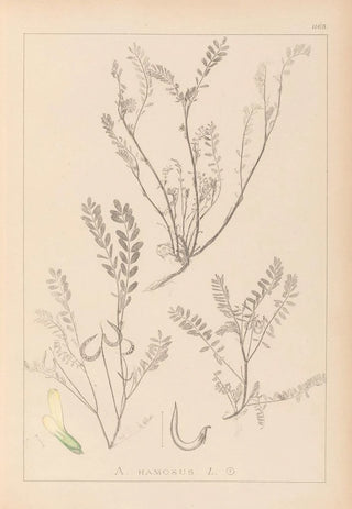 Herbier de la flore française Pl0402 - Louis Antoine Cusin — artwork view