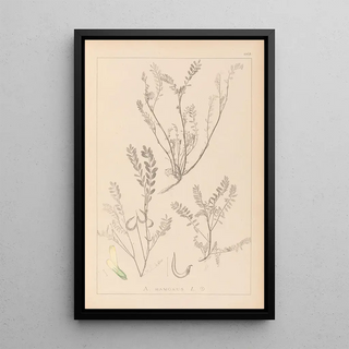 Herbier de la flore française Pl0402 - Louis Antoine Cusin — framed artwork on a wall
