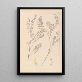 Herbier de la flore française Pl0403 - Louis Antoine Cusin — framed artwork on a wall