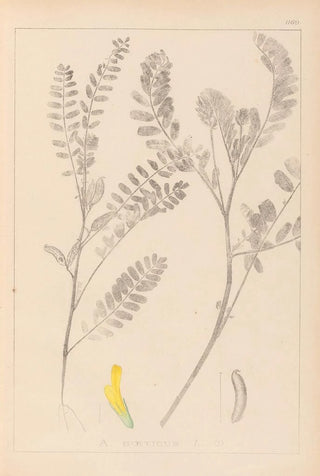 Herbier de la flore française Pl0403 - Louis Antoine Cusin — artwork view