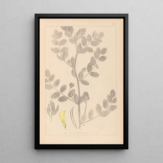 Herbier de la flore française Pl0404 - Louis Antoine Cusin — framed artwork on a wall