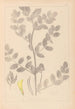 Herbier de la flore française Pl0404 - Louis Antoine Cusin — artwork view