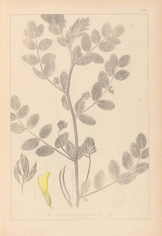 Herbier de la flore française Pl0404 - Louis Antoine Cusin — artwork view