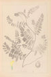 Herbier de la flore française Pl0405 - Louis Antoine Cusin — artwork view