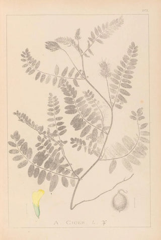 Herbier de la flore française Pl0405 - Louis Antoine Cusin — artwork view