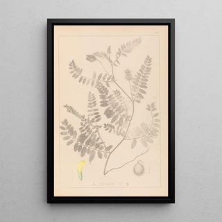 Herbier de la flore française Pl0405 - Louis Antoine Cusin — framed artwork on a wall