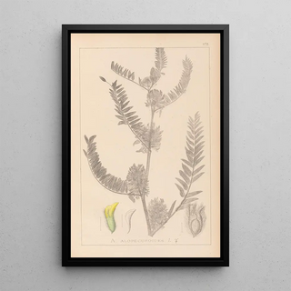 Herbier de la flore française Pl0406 - Louis Antoine Cusin — framed artwork on a wall
