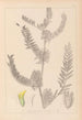 Herbier de la flore française Pl0406 - Louis Antoine Cusin — artwork view